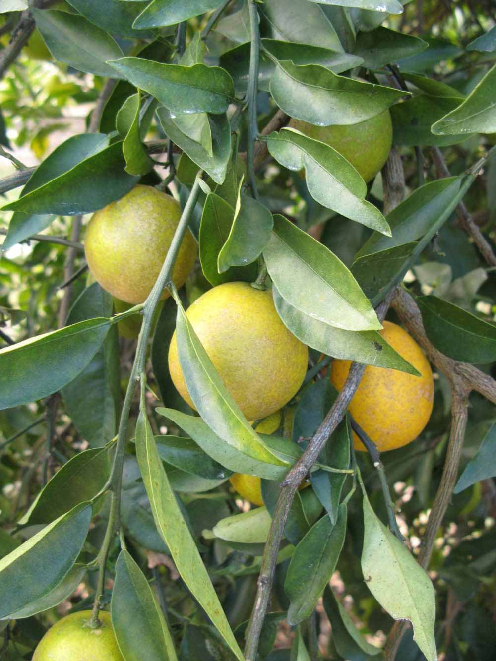            Fruit (Winter Haven, FL)   